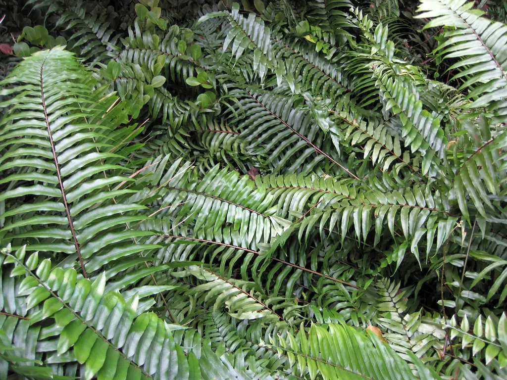 Ferns: The Original Dino Salad Bar (Image Credits: Flickr)