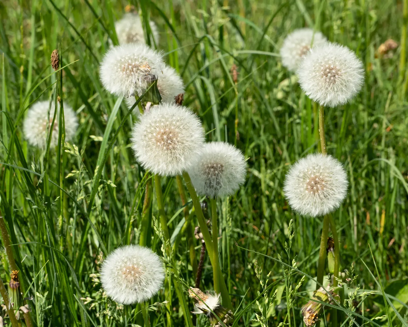 #7: Dandelions – Resilient “Weeds” With Ancient Survival Skills (By W.carter, CC0)