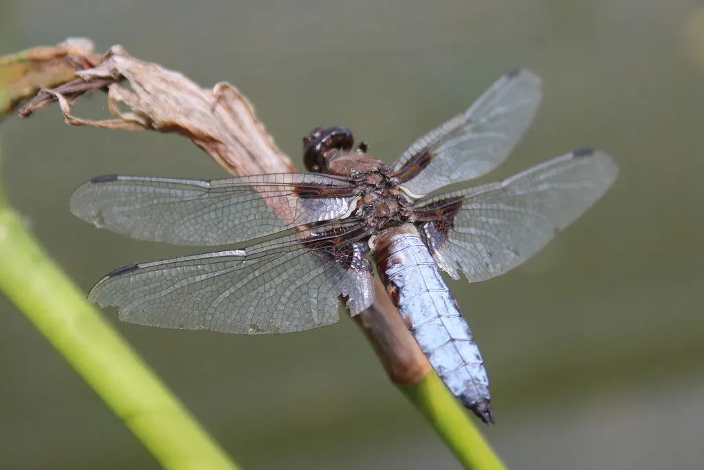 The Insect Orchestra Nobody Talks About (Image Credits: Flickr)