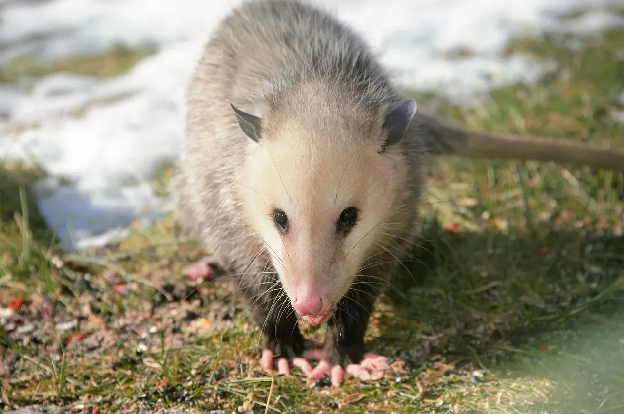 #1 - The Opossum (Image Credits: Pixabay)