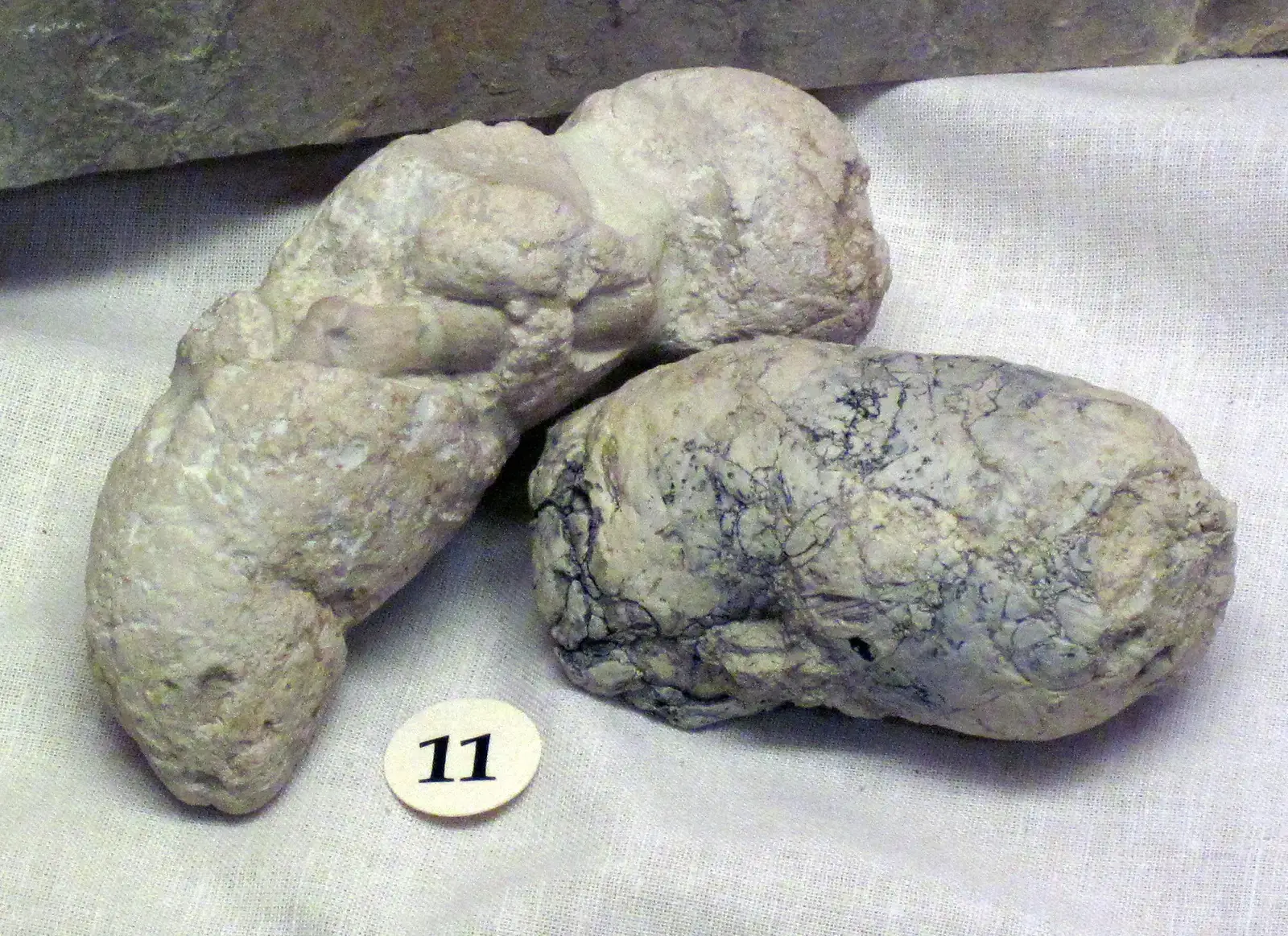 Fossilized Poop: The Surprisingly Rich World of Coprolites (By James St. John, CC BY 2.0)