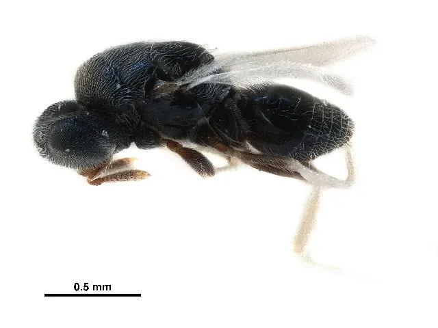 #5 - The 1,549 Wasps Hiding 177 Secrets (By Smithsonian Institution, CC BY 4.0)
