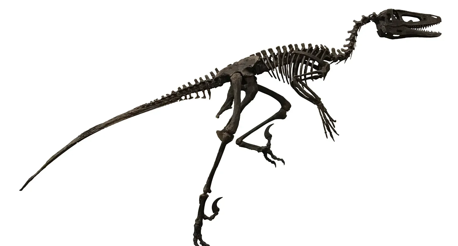 6. Dakotaraptor and the Question: How Big Could “Raptors” Really Get? ([1], CC BY-SA 4.0)