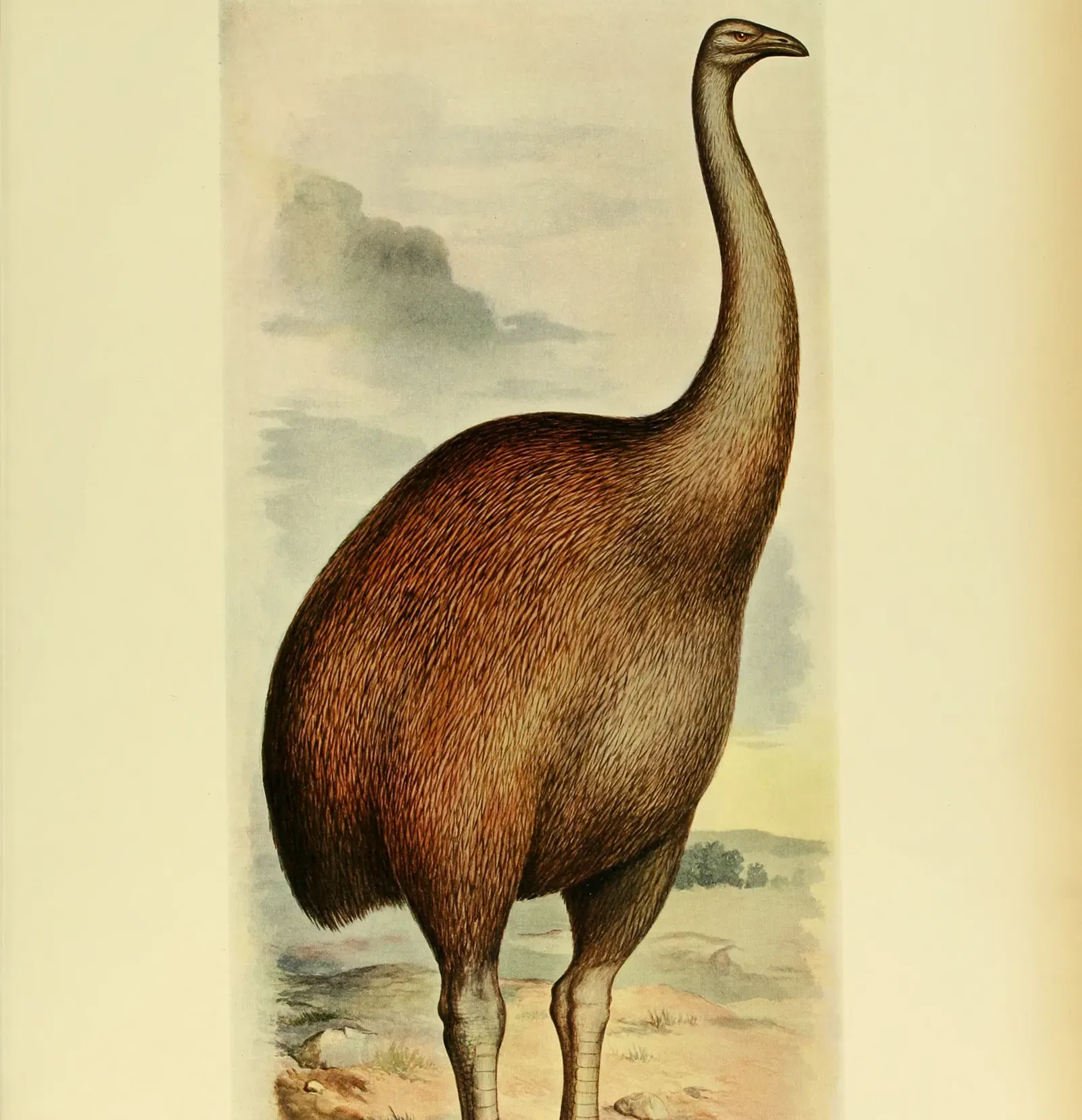 #5 - The Moa "Instant Annihilation in a Single Generation" Claim (Image Credits: Wikimedia)