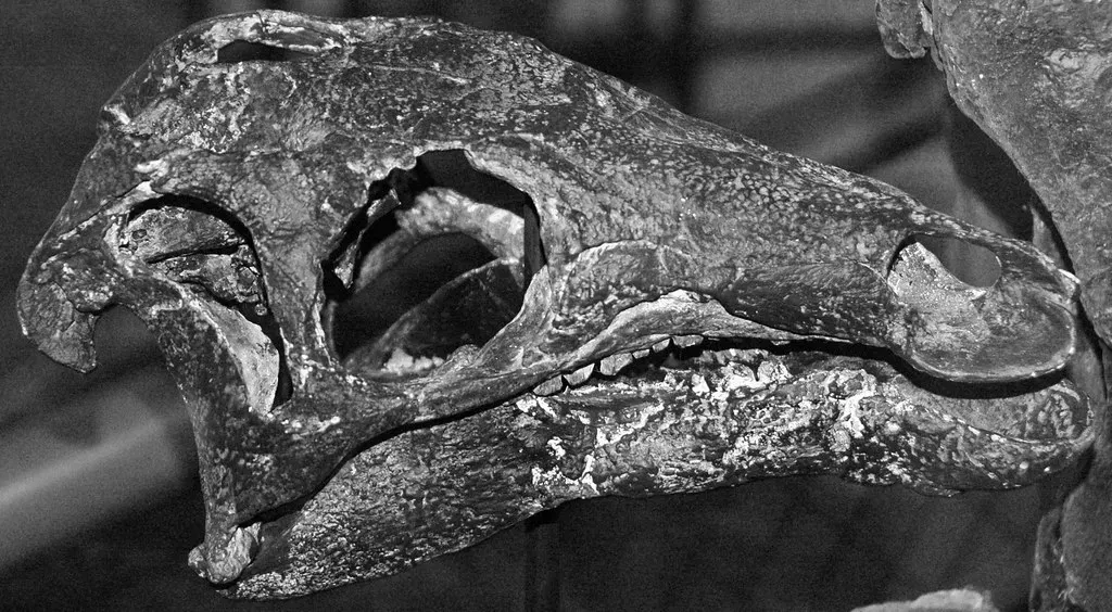 Teeth That Never Quit: The Hadrosaur Dental Revolution (Image Credits: Flickr)