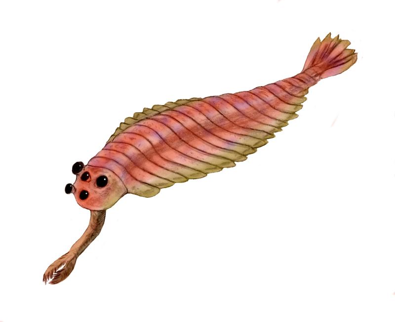 Opabinia – The Five-Eyed Vacuum Cleaner (Image Credits: Wikimedia)