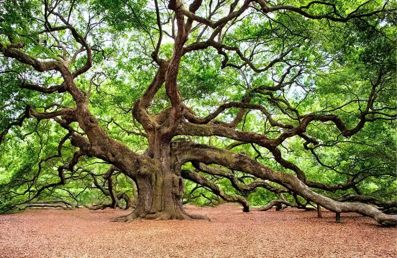 Trees That Split Their Own Guts to Grow (Image Credits: Pixabay)