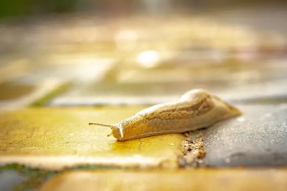 #12 Slug and Snail Daytime Shelters (Image Credits: Pexels)