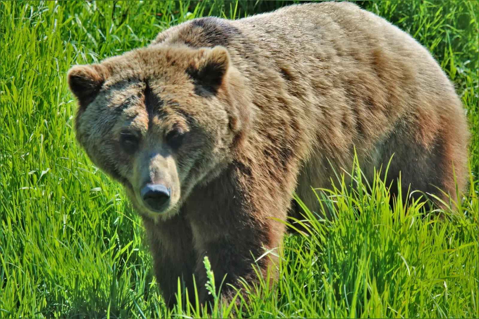 Conclusion: A Shared Responsibility and Genuine Hope (Image Credits: Wikimedia)