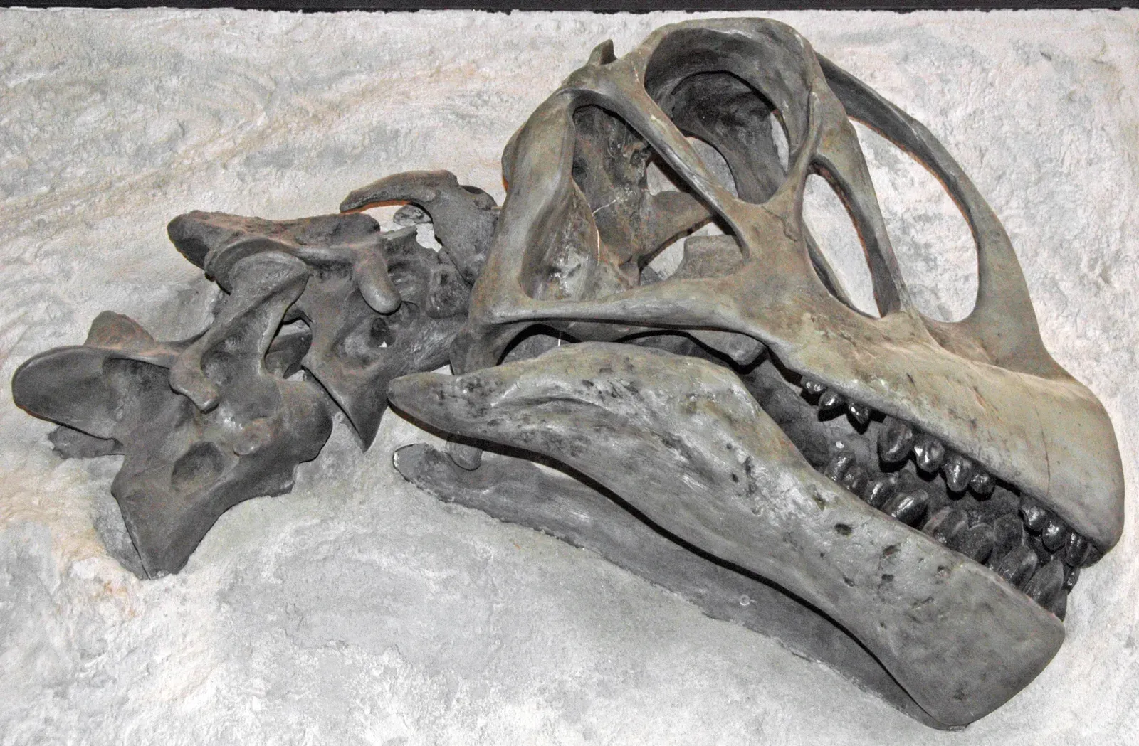 Those Peculiar Teeth and Beaks (Image Credits: Wikimedia)