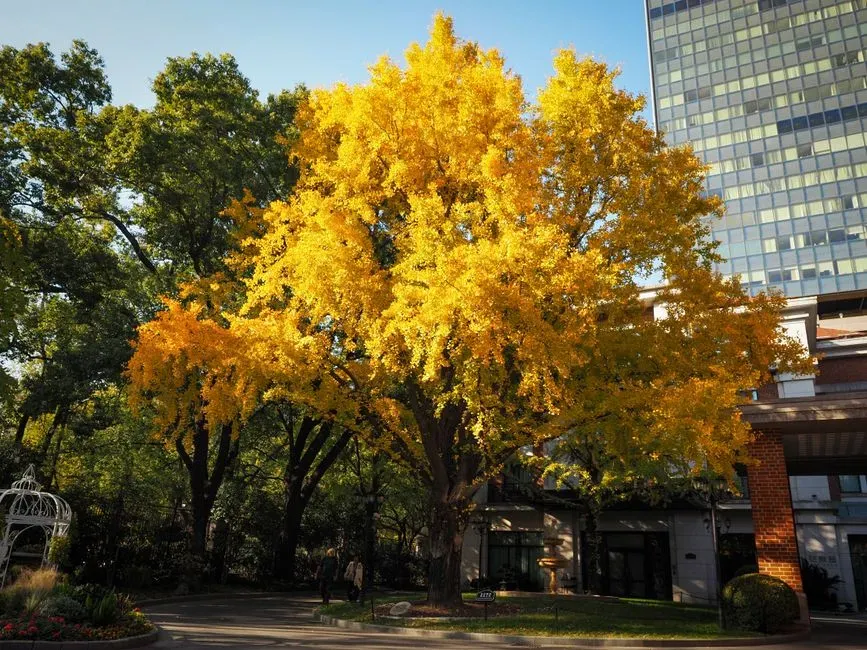 Ginkgo Trees: Living Relics Growing Beside Skyscrapers (Image Credits: Pexels)
