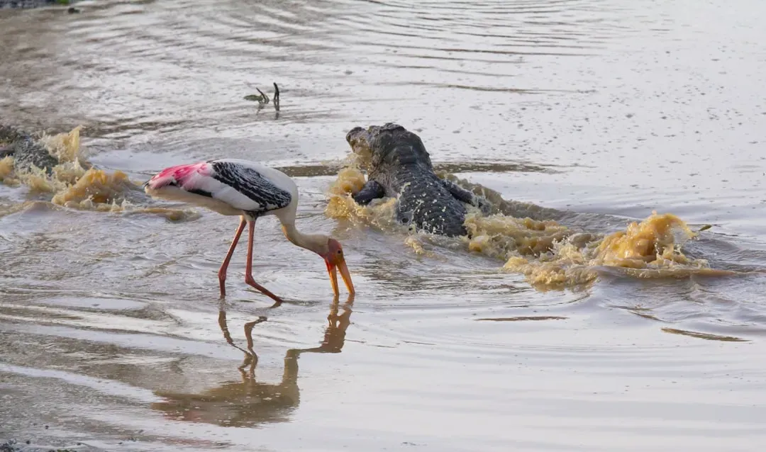 You Hear Dinosaurs Best by Listening to Birds and Crocodiles (Image Credits: Unsplash)