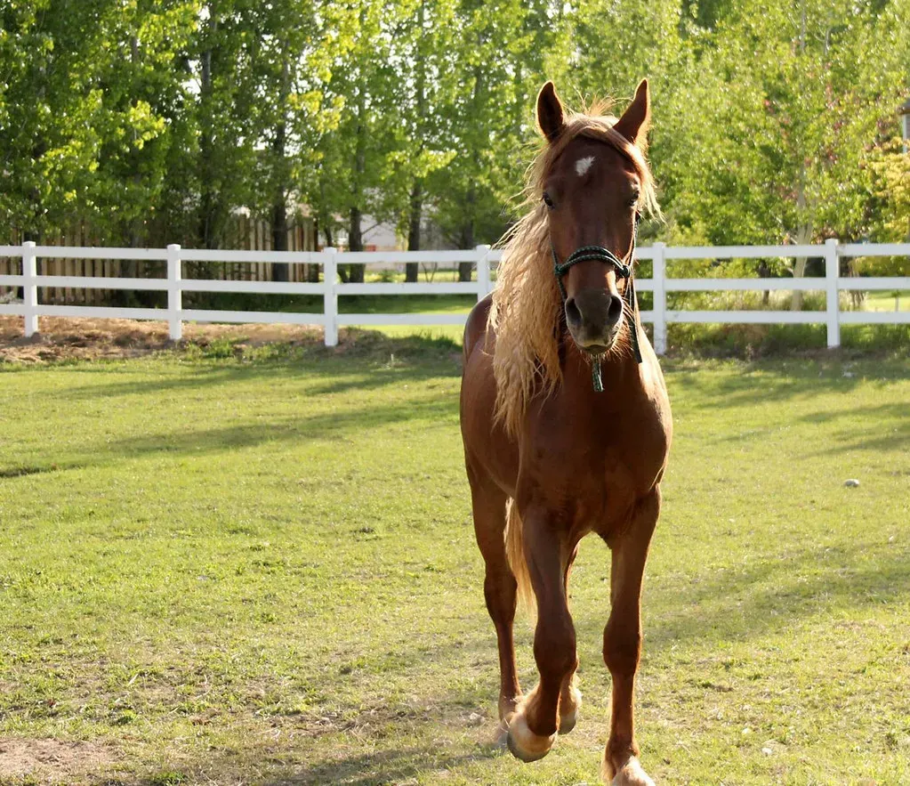 The Mysterious Connection Between Humans and Animal Spirits (Image Credits: Flickr)