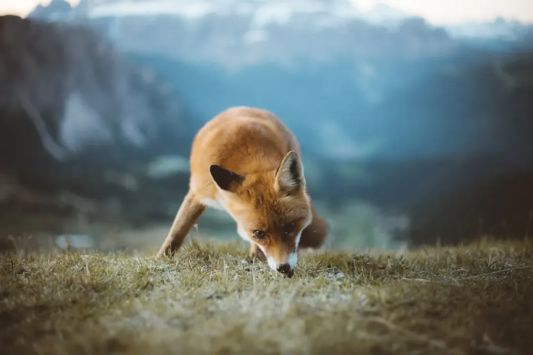 The Clever Fox: Strategic Thinker with Adaptive Skills (Image Credits: Unsplash)