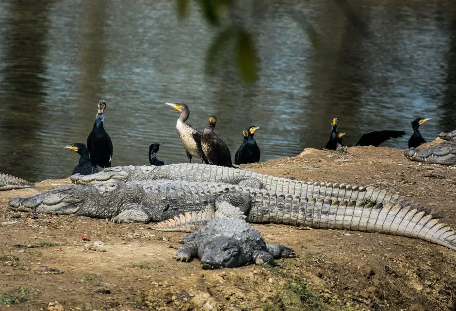 Dinosaurs Were Closer to Birds and Crocodiles Than to Lions (Image Credits: Pexels)