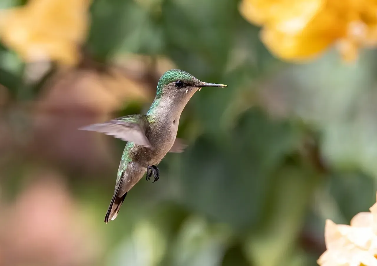 The Hummingbird: Joyful Energy in Motion (Image Credits: Pixabay)