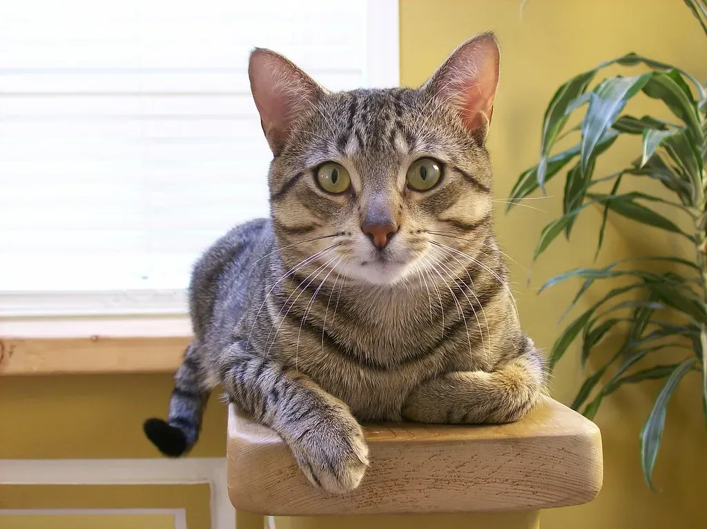 #7 - Cats Remember More Than They Care to Show You (MSVG, Flickr, CC BY 2.0)