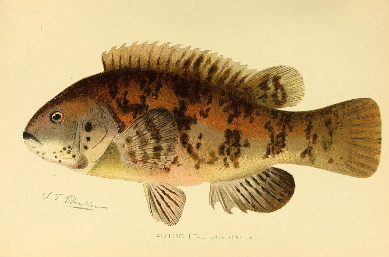 #4 - A Cooked Breakfast Fish Became an Official Scientific Species for 50 Years (By Internet Archive Book Images, No restrictions)