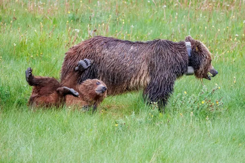 #3 - Wildlife Managers Are Now Truck-Shipping Bears to Fix Broken DNA (Image Credits: Pexels)