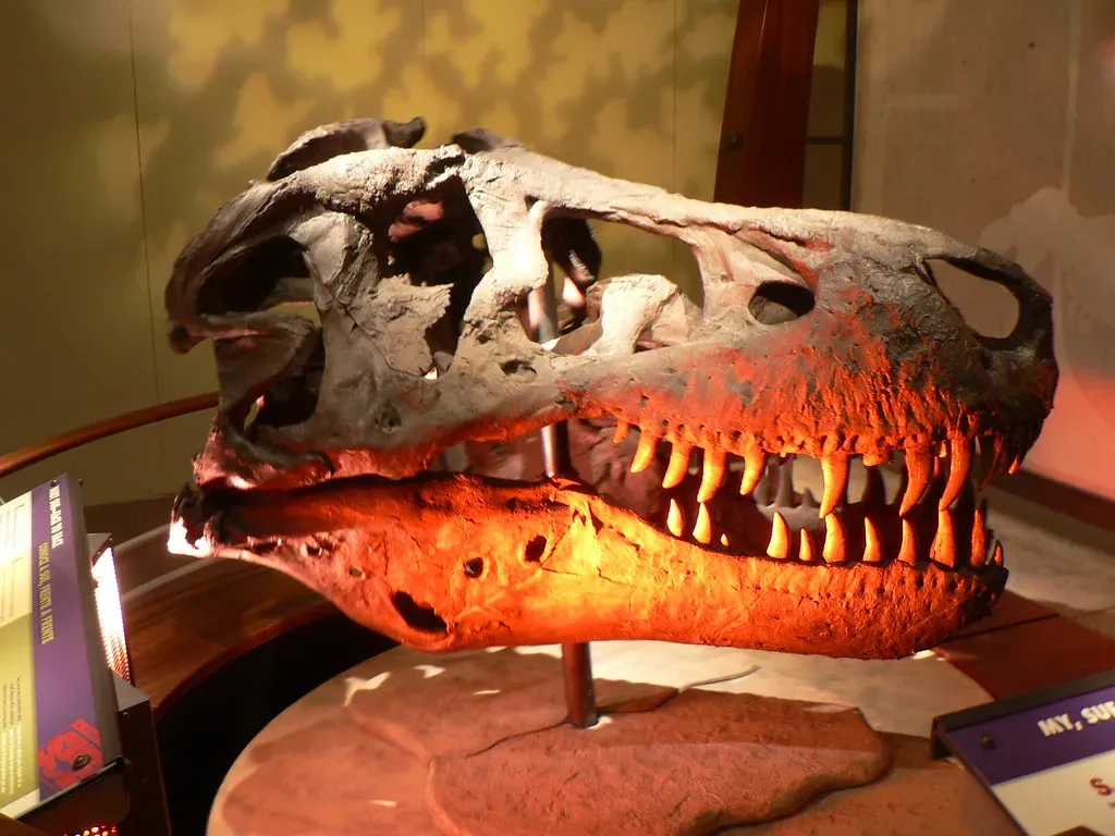Fossil Clues: Bite Marks, Healed Wounds, and Who Ate Whom (stu_spivack, Flickr, CC BY-SA 2.0)