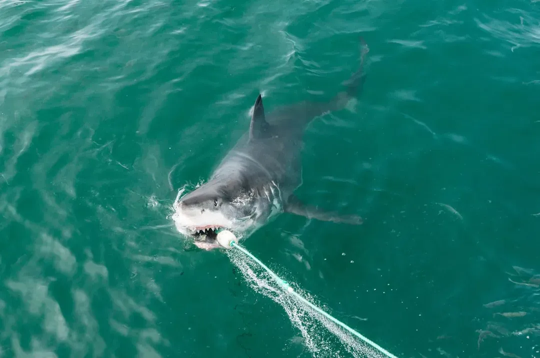 #5 - "Shark Nets Keep Beaches Safe" Quietly Fell Apart (Image Credits: Unsplash)