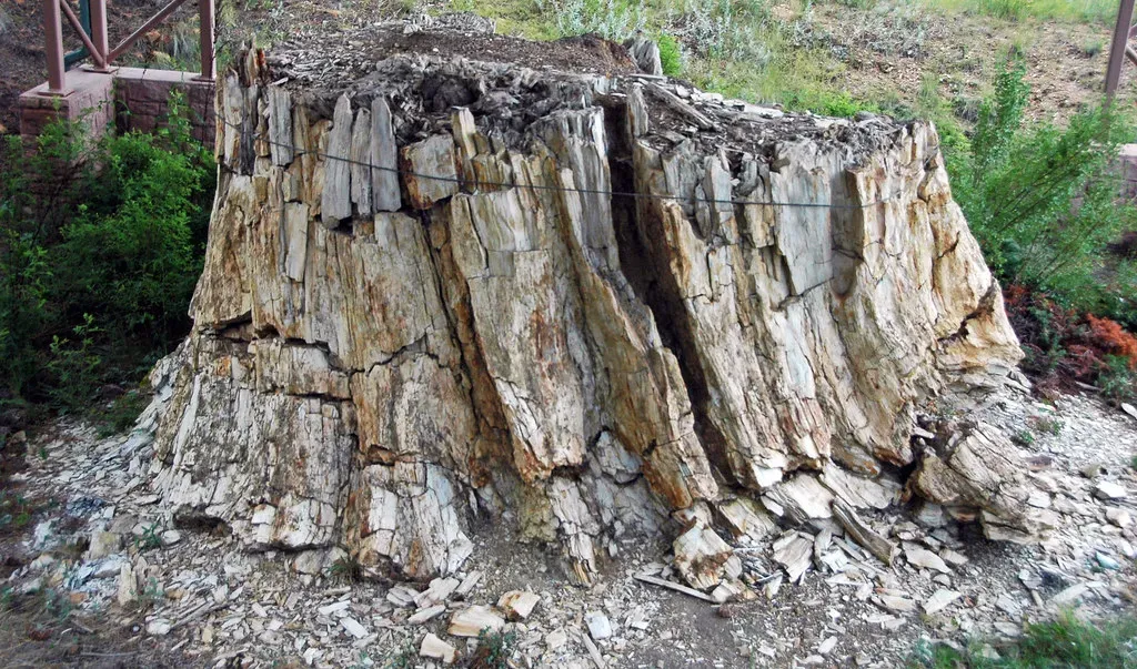 #4 - Some Stumps Have Recorded Fire Scars Going Back to Ancient Egypt (James St. John, Flickr, CC BY 2.0)
