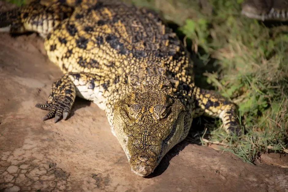#6 - A Bird-Like Heart in a Reptile's Body (Image Credits: Pexels)