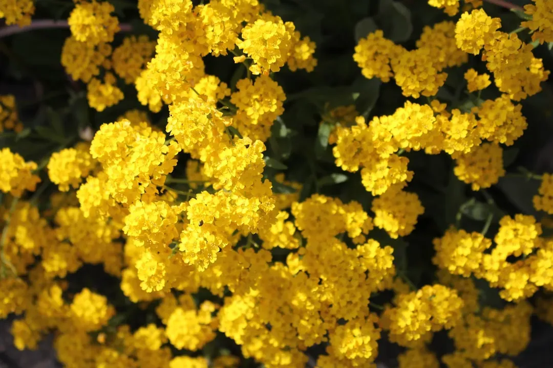 The Indestructible Nature of Pollen Grains (Image Credits: Unsplash)