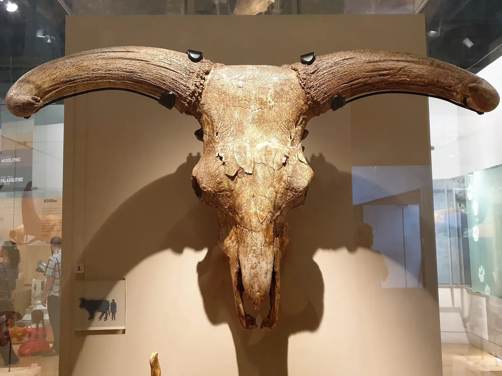 #5 - The "Primeval Cow-Dragon" From Aurochs, Sheep, and Boar (kindly granted by the author, CC BY-SA 4.0)