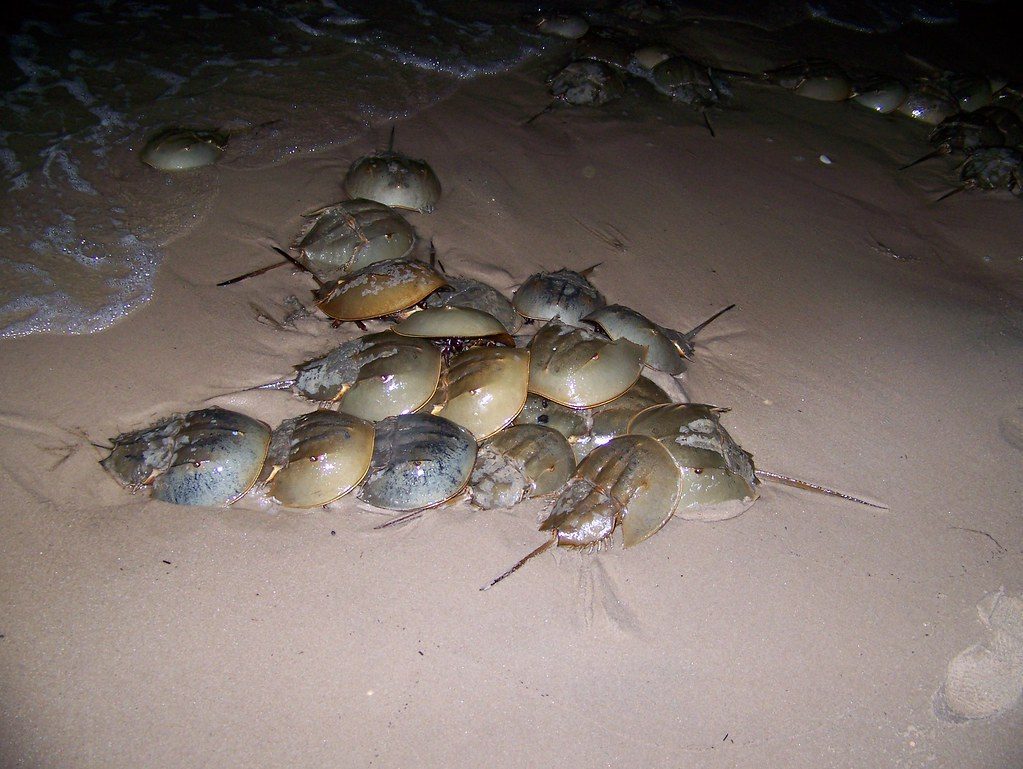 Horseshoe Crabs: Ancient Arthropod Survivors (Image Credits: Flickr)