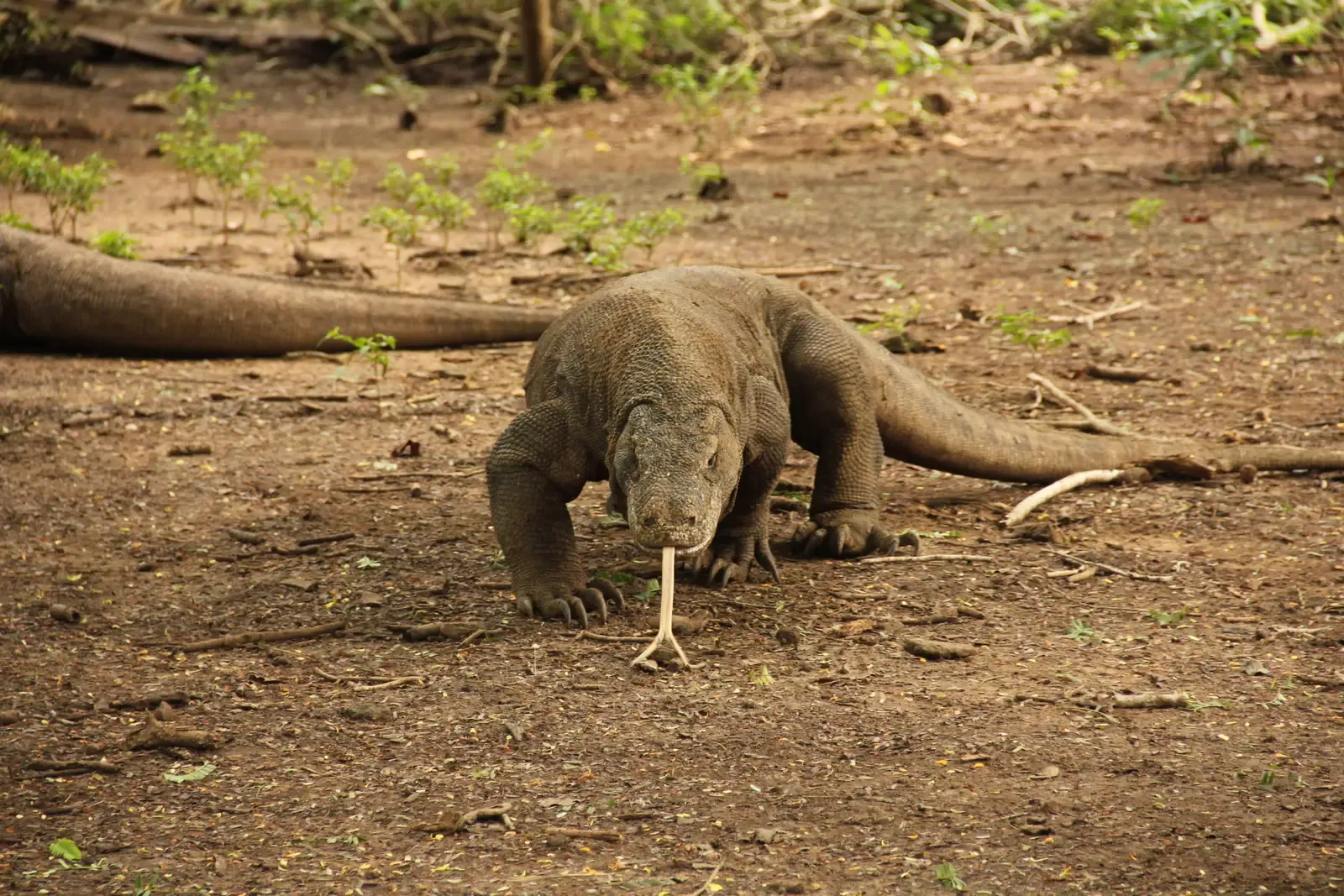 #12 - GPS Tracking Only Recently Proved They're Not Simple Ambush Predators (Self-photographed, CC BY-SA 3.0)