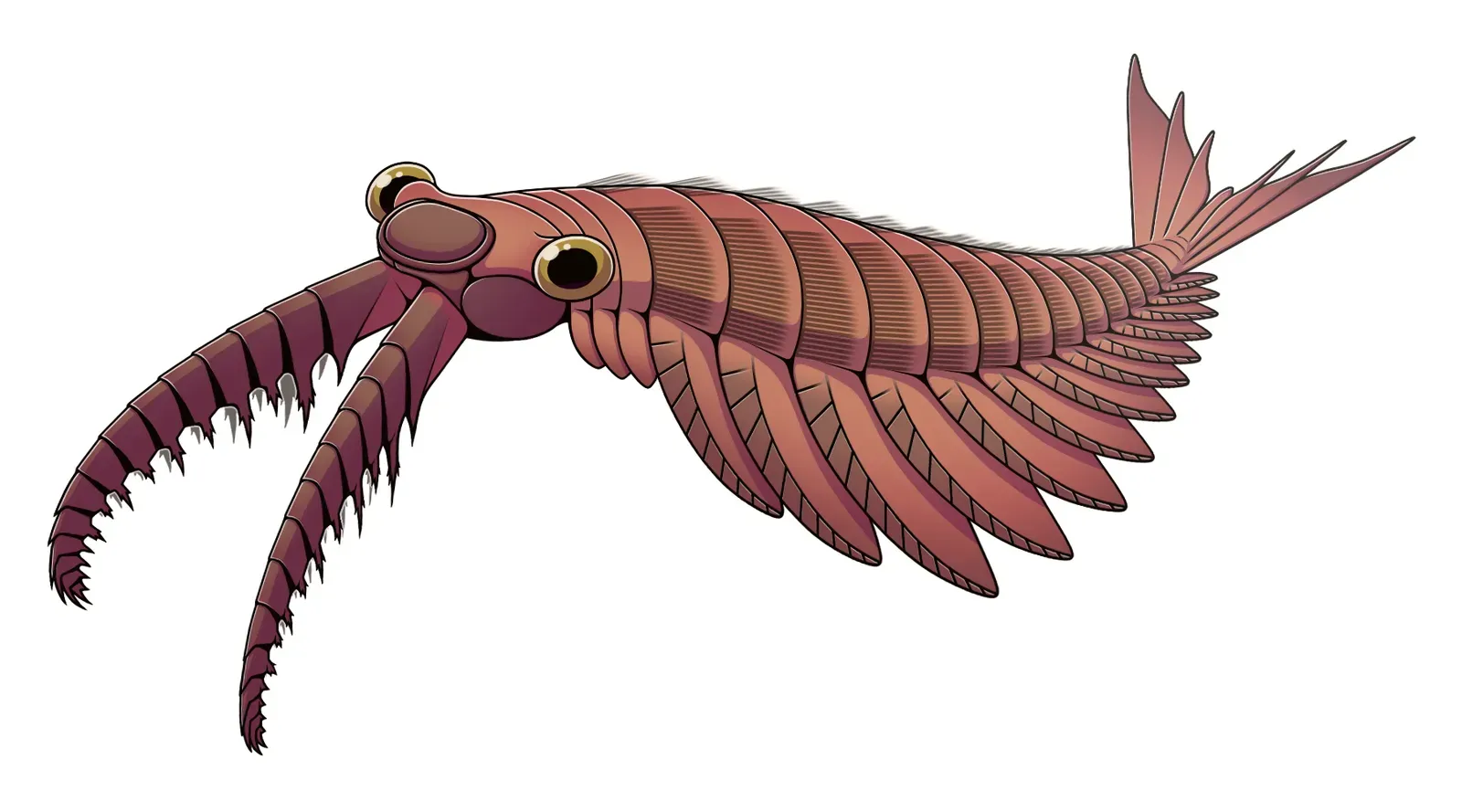 Anomalocaris: The Original Ocean Tyrant (Image Credits: Wikimedia)