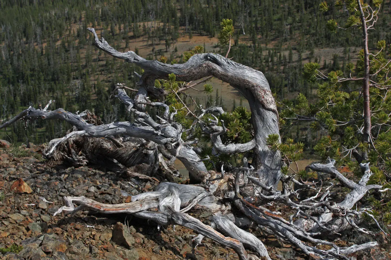 #2 - Krummholz Forests Tell an Even Older Story (By Walter Siegmund (talk), CC BY-SA 3.0)