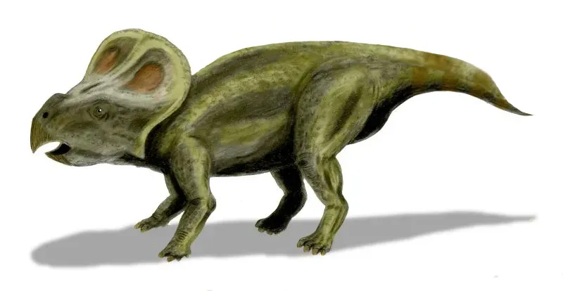 #3 - Protoceratops: From Baby Triceratops to Its Own Distinct Oddball (By Nobu Tamura (http://spinops.blogspot.com), CC BY 2.5)