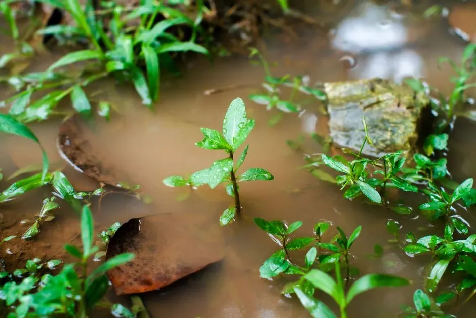 #3 – Water and the Way Soil Holds Onto It (Image Credits: Pexels)