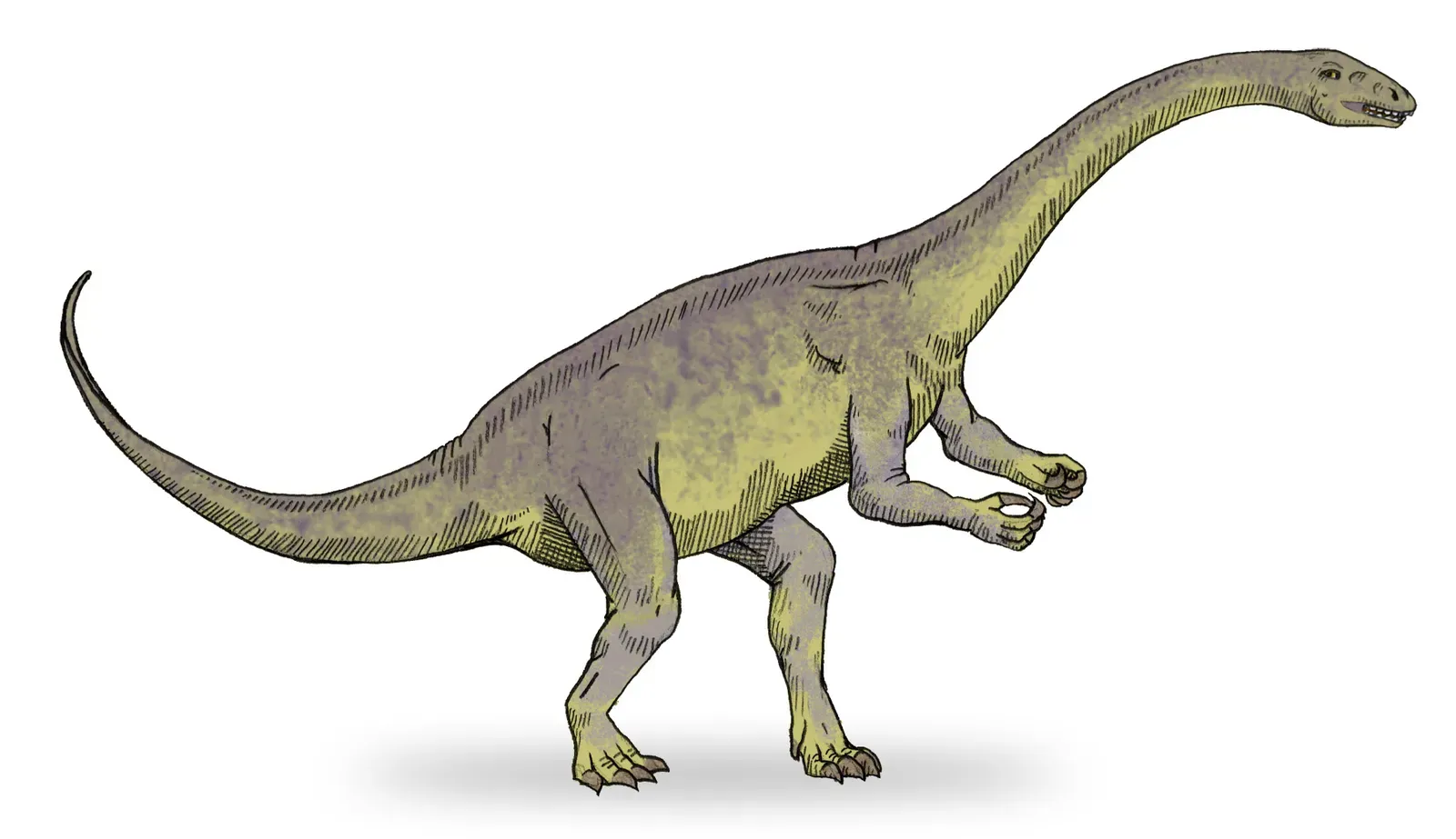 Lufengosaurus: Parental Care Pushed Back 190 Million Years (Own workTransferred from en.wikipedia, CC BY-SA 3.0)