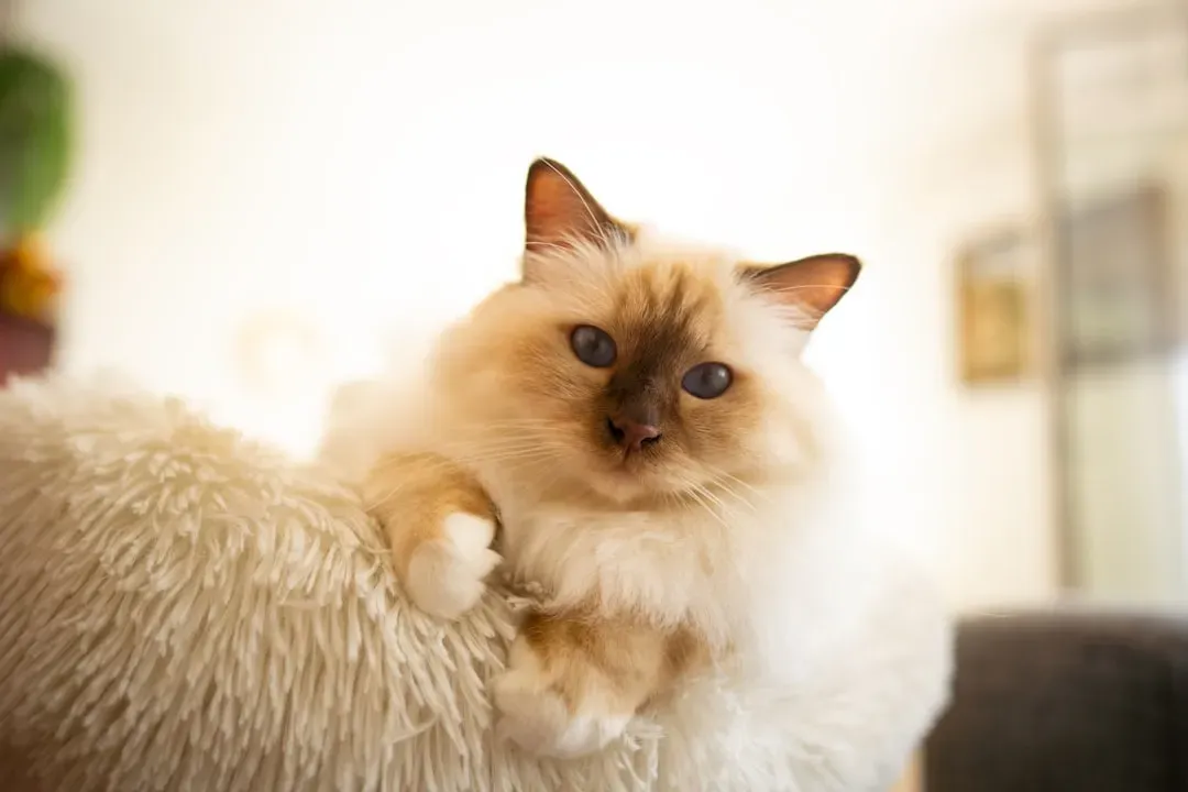 #4. The Birman: The Sacred Cat Who Feels Like Home (Image Credits: Unsplash)