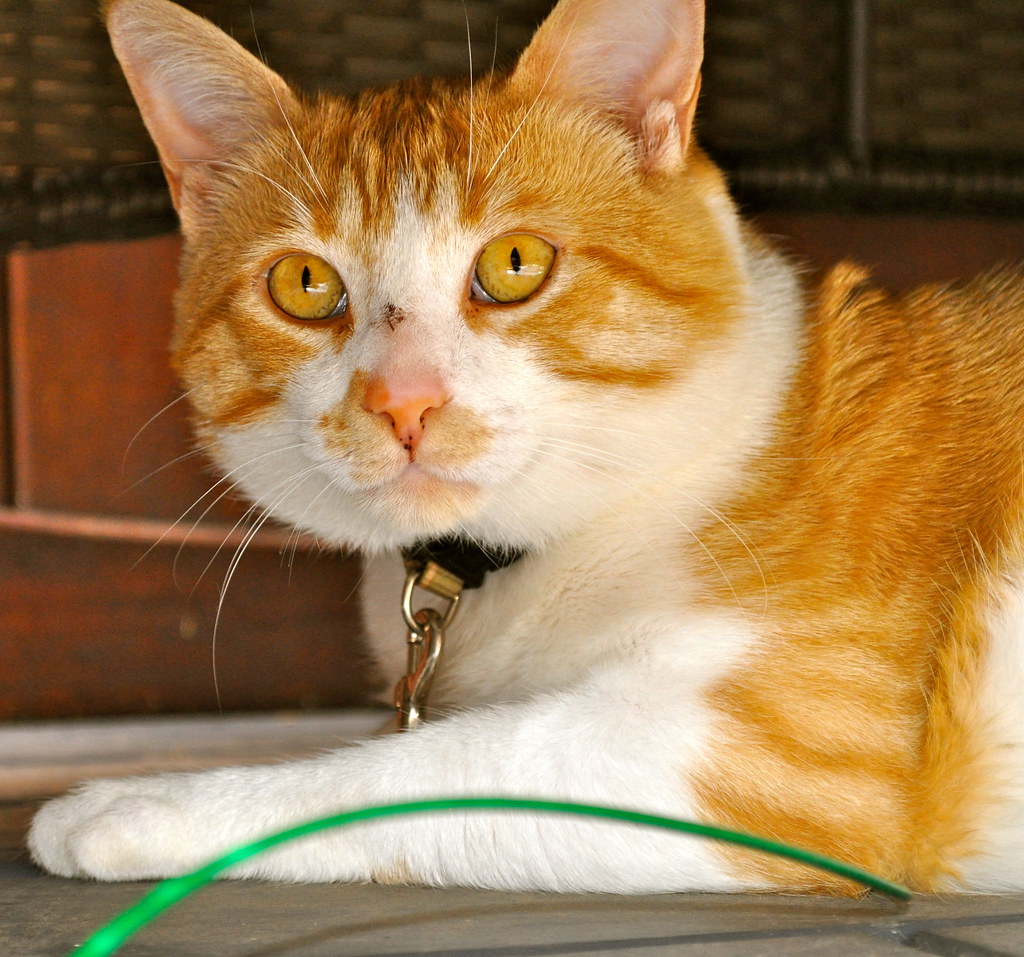 Eyes Wide Shut: The Window to Your Cat's Soul (Image Credits: Flickr)