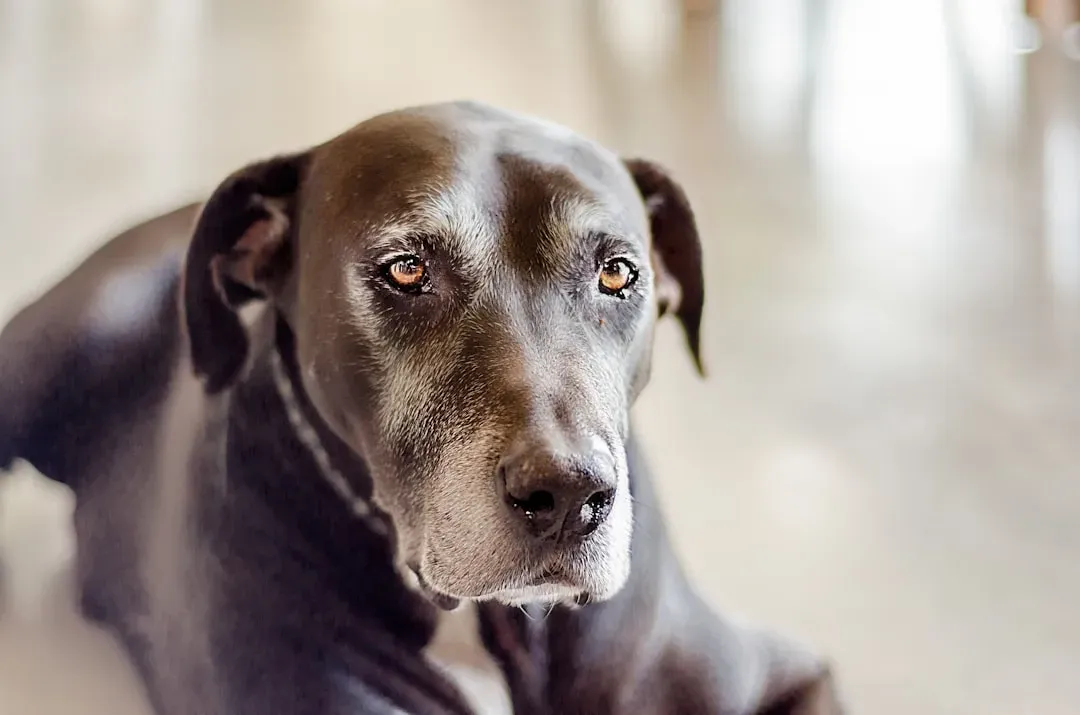 Mixed‑Breed Seniors and “Overlooked” Dogs: Emotional ROI Off the Charts (Image Credits: Unsplash)
