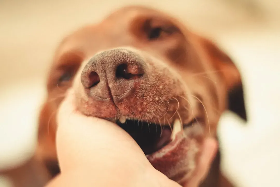 Your Dog Can Smell Your Feelings, and That's Not an Exaggeration (Image Credits: Unsplash)