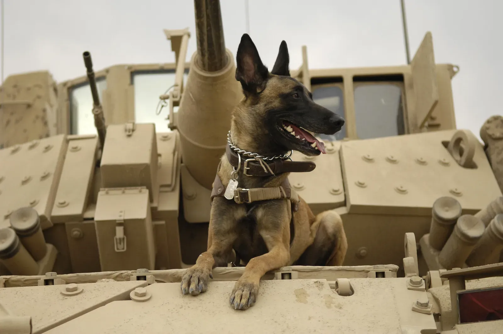 4. Belgian Malinois: The Intense Overachiever (By U.S. Air Force photo by Staff Sgt. Stacy L. Pearsall, Public domain)
