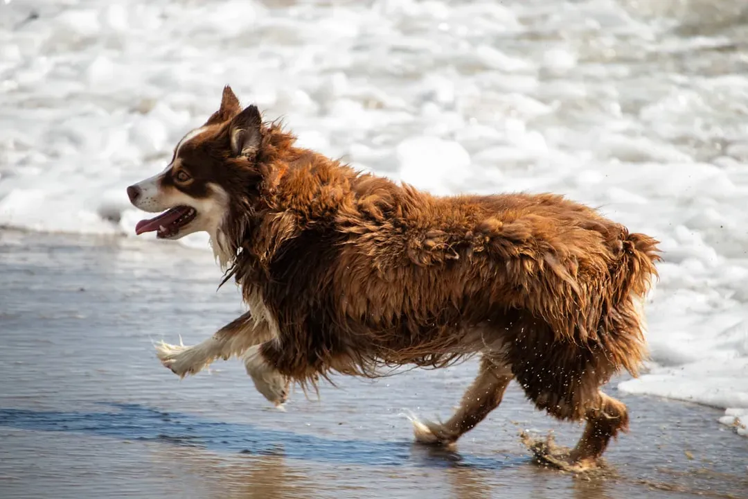 Carmel-by-the-Sea, California: Where Dogs Are Basically Royalty (Image Credits: Unsplash)