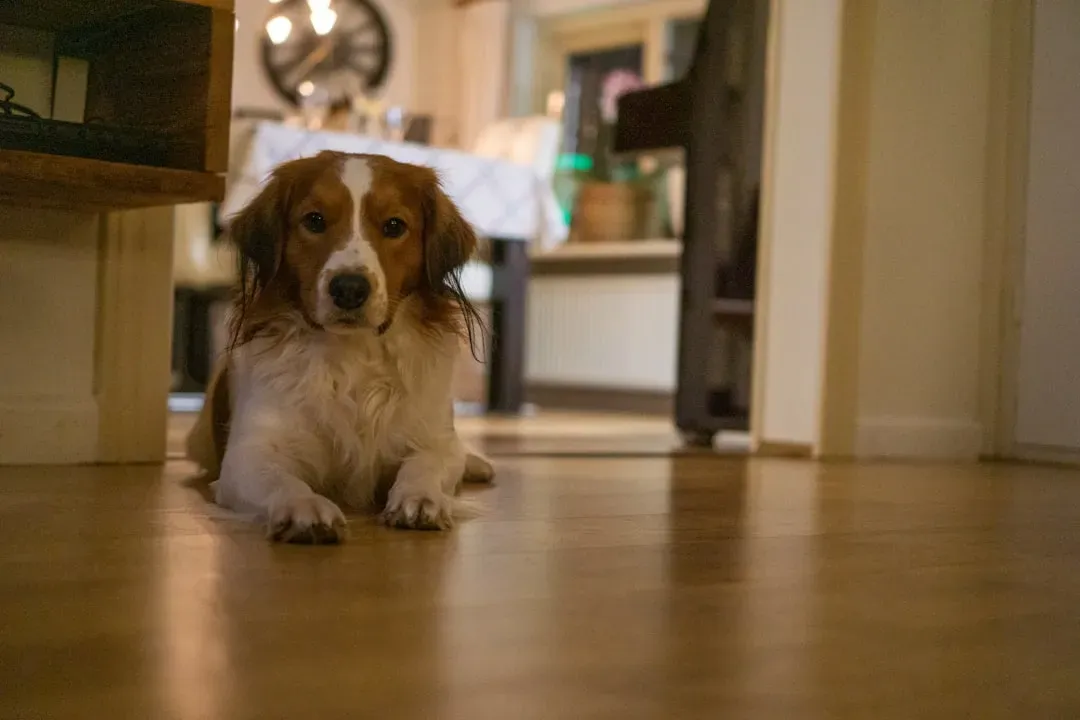 2. Letting Them Follow You Around the House (Image Credits: Unsplash)
