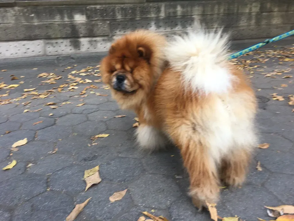 9. Chow Chow (Image Credits: Flickr)