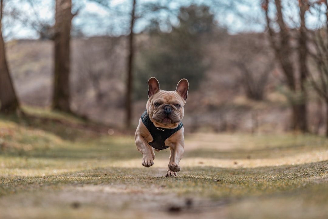 French Bulldog: The Charming Couch Potato (Image Credits: Unsplash)