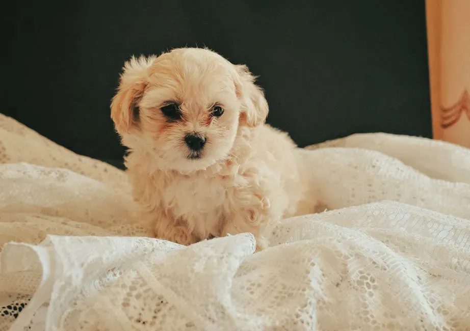 Pisces (February 19 – March 20): Maltipoo (Image Credits: Pexels)
