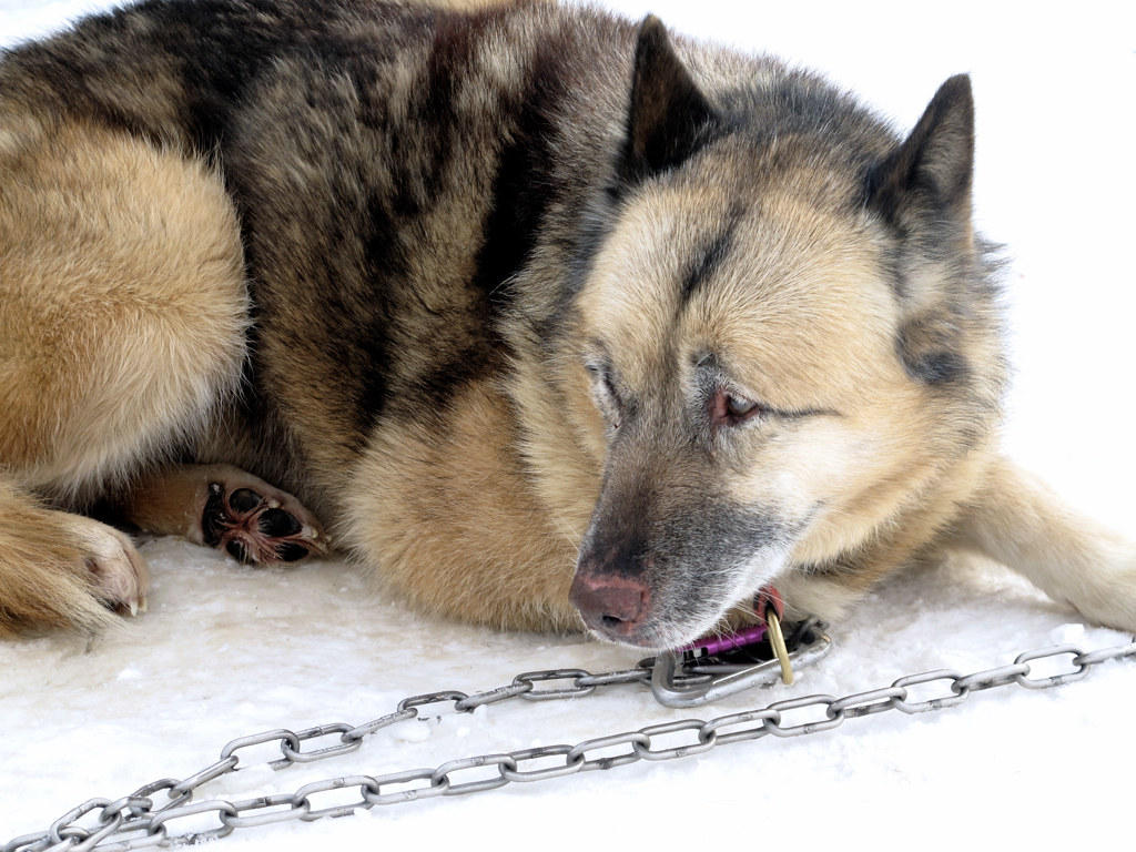 Never Chain or Tether Your Dog Outside (Image Credits: Flickr)