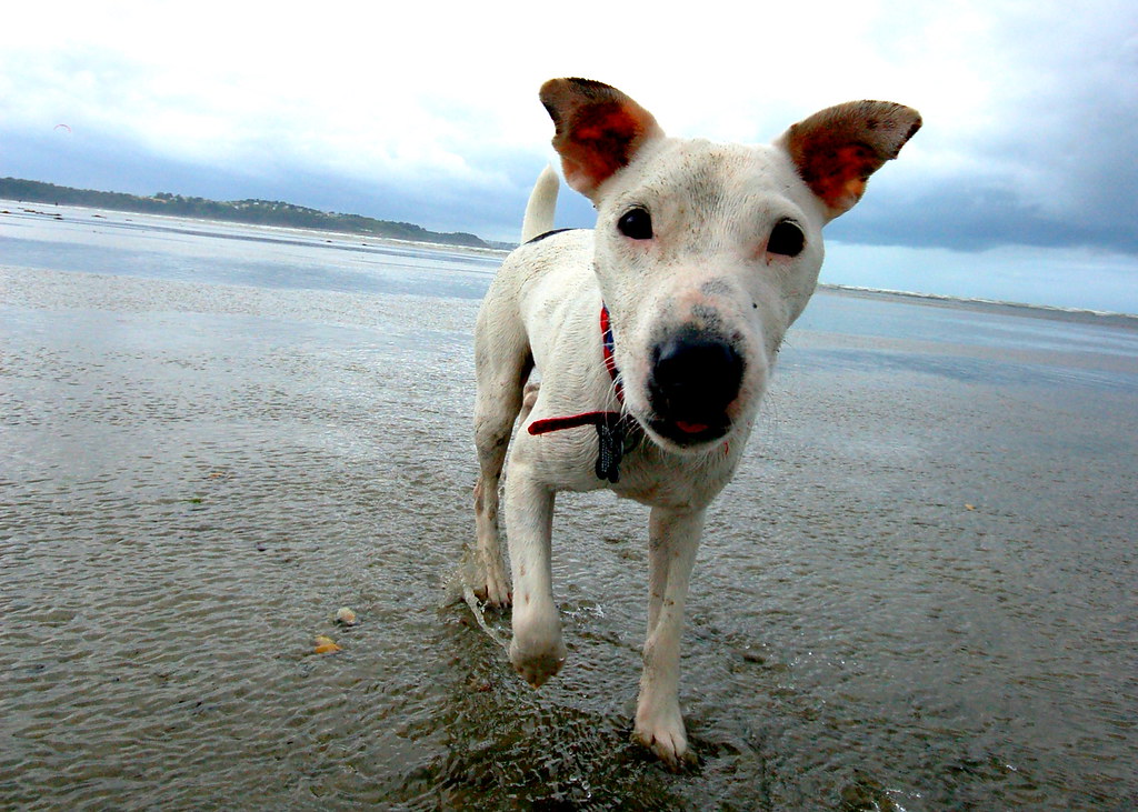 Sensory Overload: Following Scents and Sounds (Image Credits: Flickr)