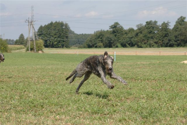 Scottish Deerhound: The Unstoppable Chase Artist (Image Credits: Wikimedia)