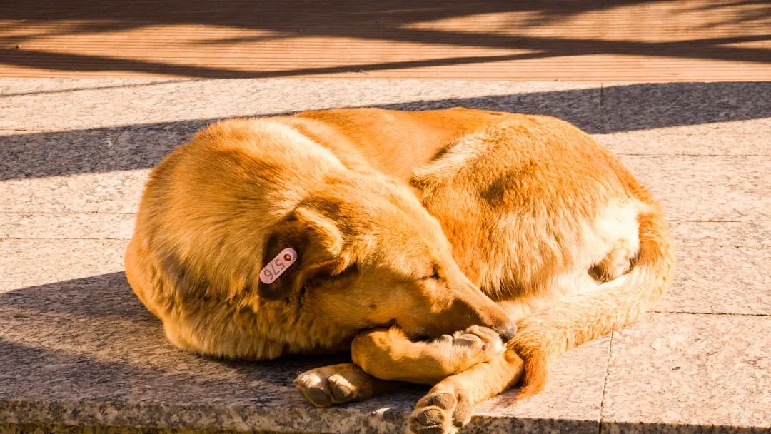 Recognizing the Warning Signs: When Your Dog Has Been Poisoned (Image Credits: Unsplash)
